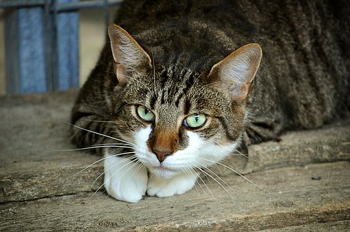 出道仙梦见猫是哪位仙家的化身的简单介绍