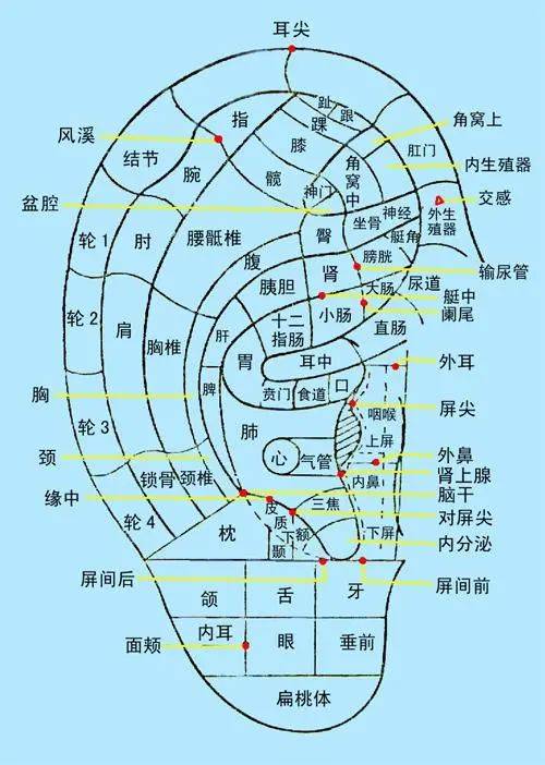 通耳窍的感觉(耳窍是什么意思)