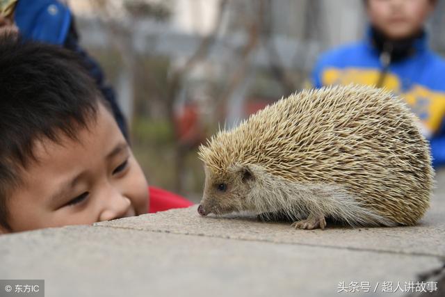 刺猬是白仙是财神爷(刺猬是财神爷是真的假的)